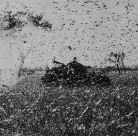 tank and locusts